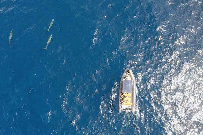 2h Dolphin and Whale Viewing + Snorkeling Tour - The 30-minute snorkeling stop