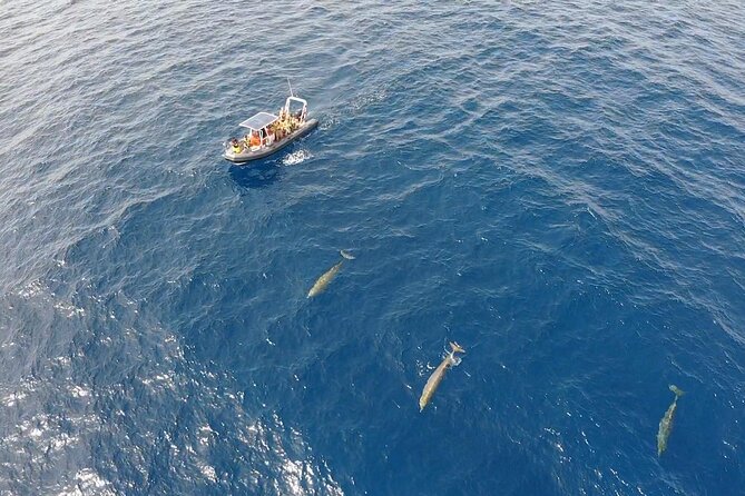2h Dolphin and Whale Viewing + Snorkeling Tour - What the $62.88 price buys you
