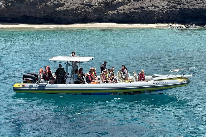 2h Dolphin and Whale Viewing + Snorkeling Tour - Watching dolphins and whales in the wild