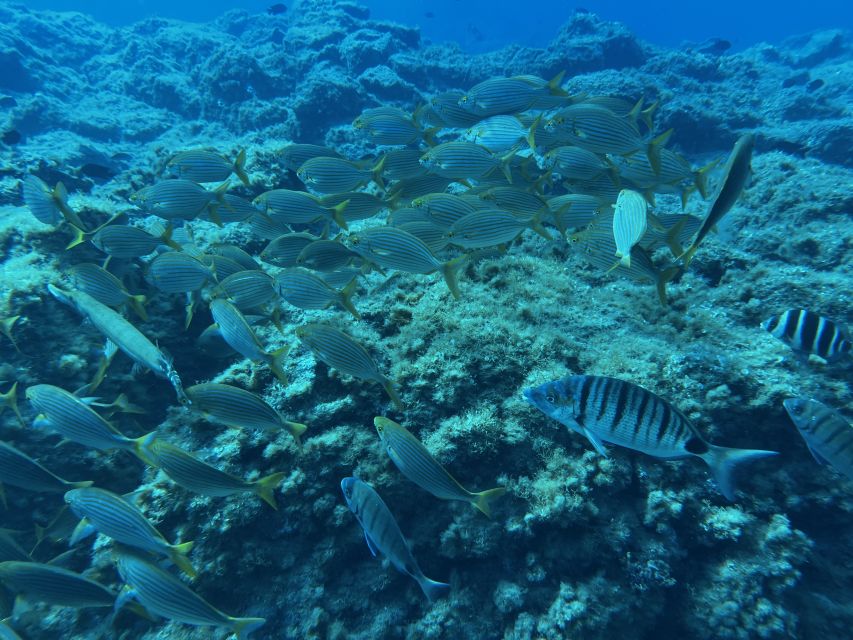 Abades: Guided Snorkeling Tour with Photos - Who will get the most from this tour?