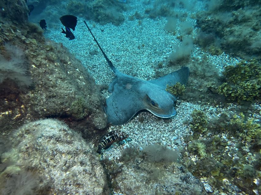 Abades: Guided Snorkeling Tour with Photos - In the water: fish, volcanic rock, and reef life