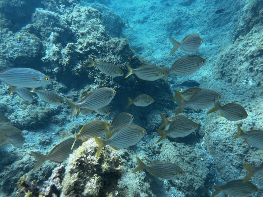 Abades: Guided Snorkeling Tour with Photos - The turtle question: keep expectations sensible