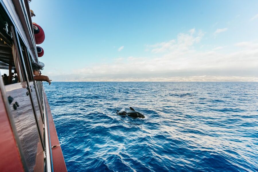 Adeje: Whale and Dolphin Watching Cruise with Lunch and Swim - Choosing between Diego Hernández Bay and Los Gigantes