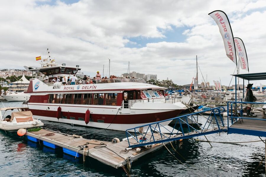 Adeje: Whale and Dolphin Watching Cruise with Lunch and Swim - Watching pilot whales and dolphins from above and below