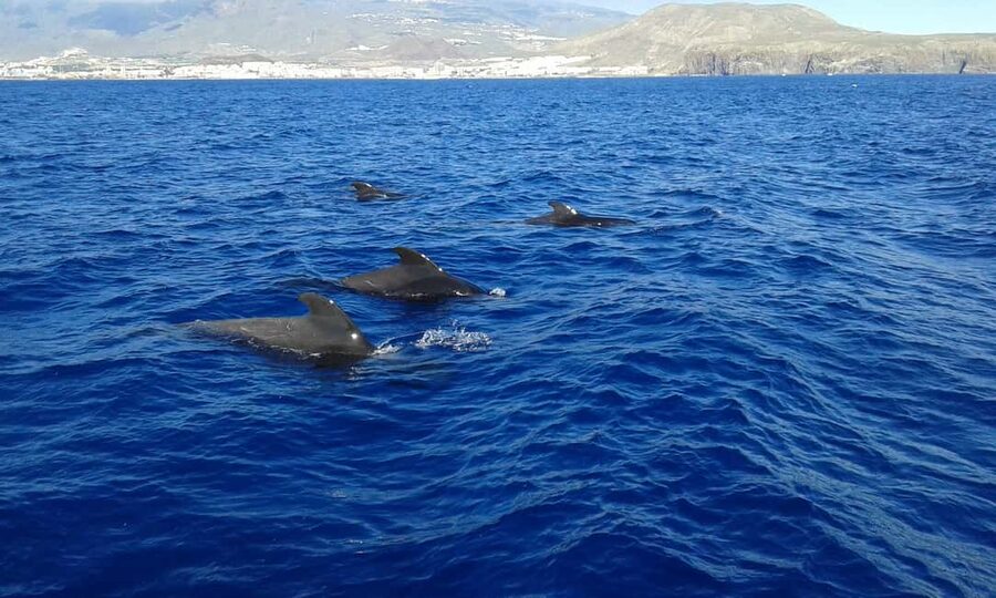 Adeje: Whale Watching Tour to Los Gigantes with lunch & swim - Key points to know before booking