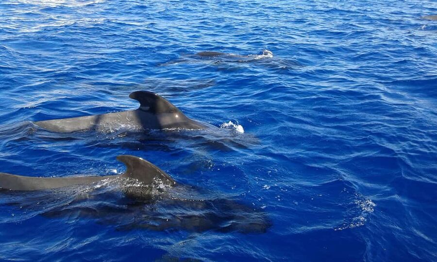 Adeje: Whale Watching Tour to Los Gigantes with lunch & swim - Watching pilot whales and dolphins in open water