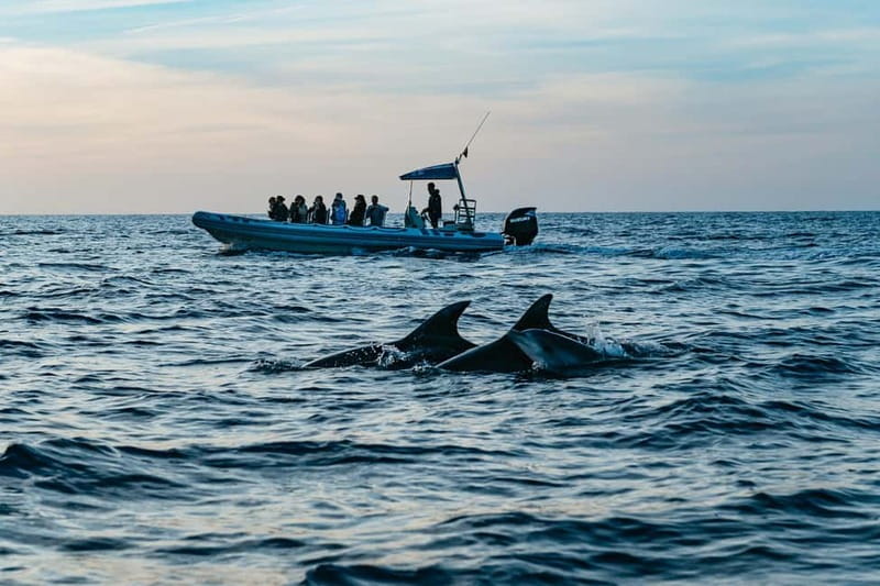 Alcudia or Can Picafort: Dolphin-Watching Cruise - Why this Alcudia dolphin cruise earns its place