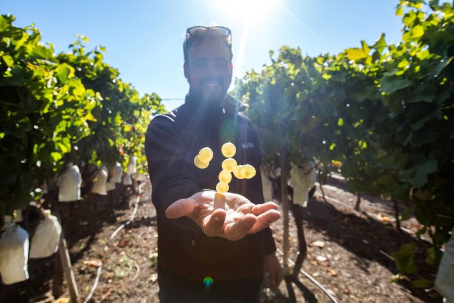 Alicante: Countryside Wine Tour with 4 Tastings - Booking details that matter
