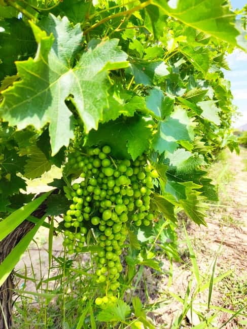 Alicante: Countryside Wine Tour with 4 Tastings - Should you book the Alicante countryside wine tour?