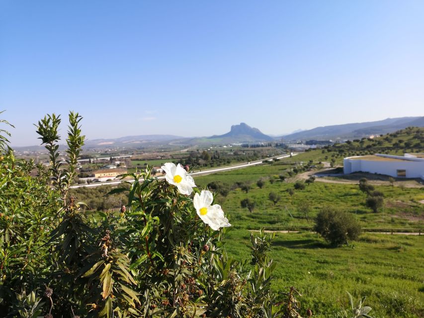 Antequera: Dolmens and El Torcal Tour with Transfer - Key points to know before booking
