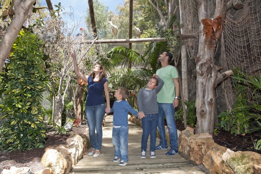 Arona: Entry Ticket to Tenerife's Jungle Park Zoo - The birds of prey show is the park’s strongest card