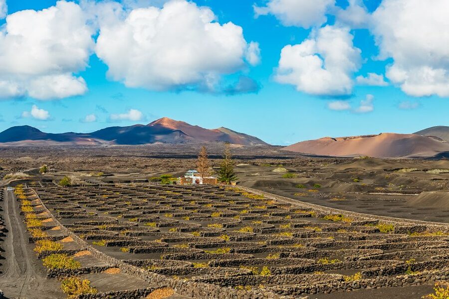 Arrecife: Timanfaya and Green Lagoon for Cruise Passengers - La Geria, where vines grow in black ash