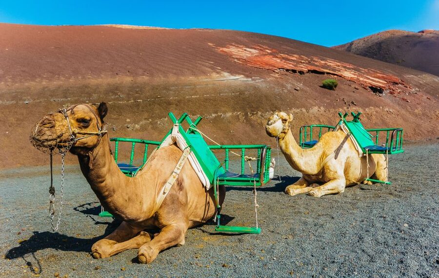 Arrecife: Timanfaya and Green Lagoon for Cruise Passengers - A quick look at the Campesino monument