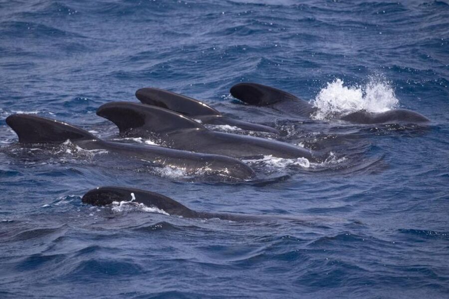 Barbate: Dolphin and Whale Watching in Cape Trafalgar - Key points to know before you sail