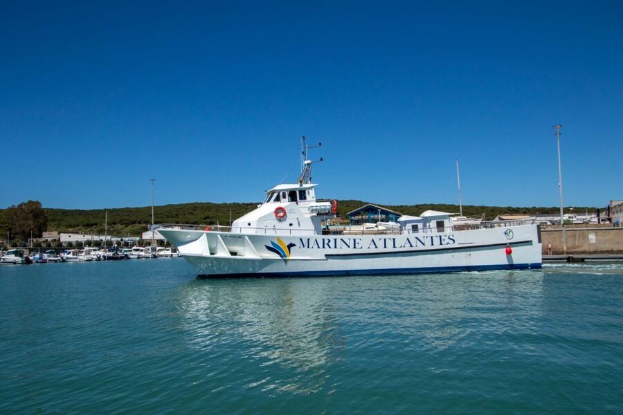 Barbate: Dolphin and Whale Watching in Cape Trafalgar - Searching the waters around Cape Trafalgar