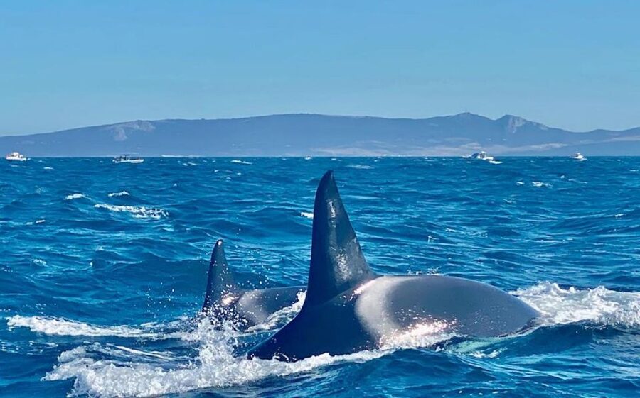 Barbate: Dolphin and Whale Watching in Cape Trafalgar - Tickets, cancellation, and a few useful details