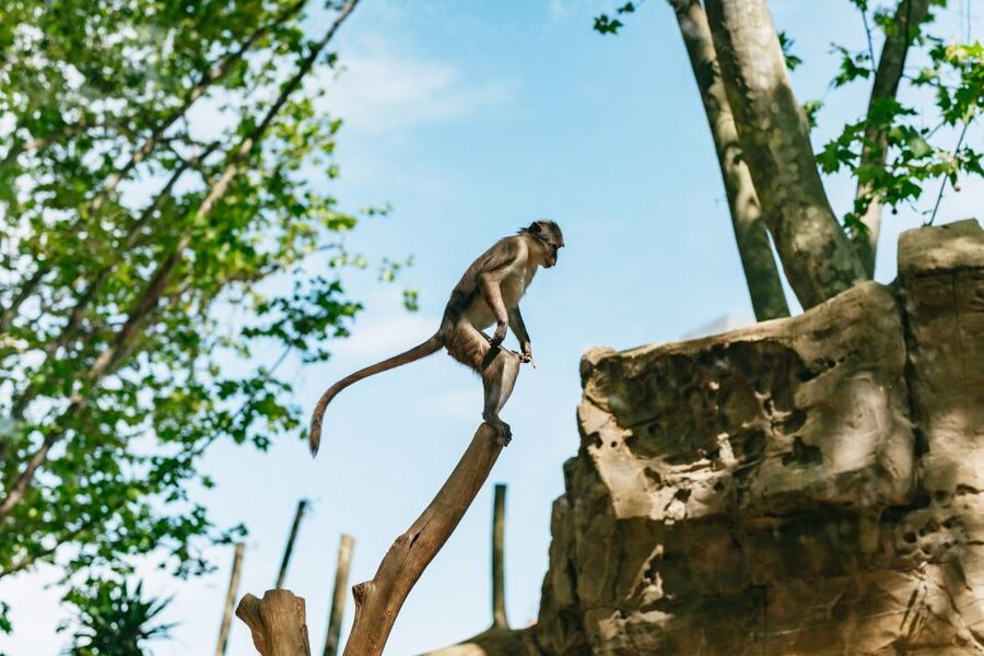 Barcelona: 1-Day Ticket to Barcelona Zoo - From QR code to the turnstile