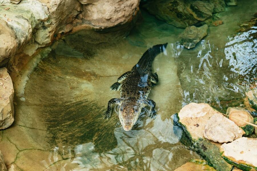 Barcelona: 1-Day Ticket to Barcelona Zoo - Animal care and enclosure quality