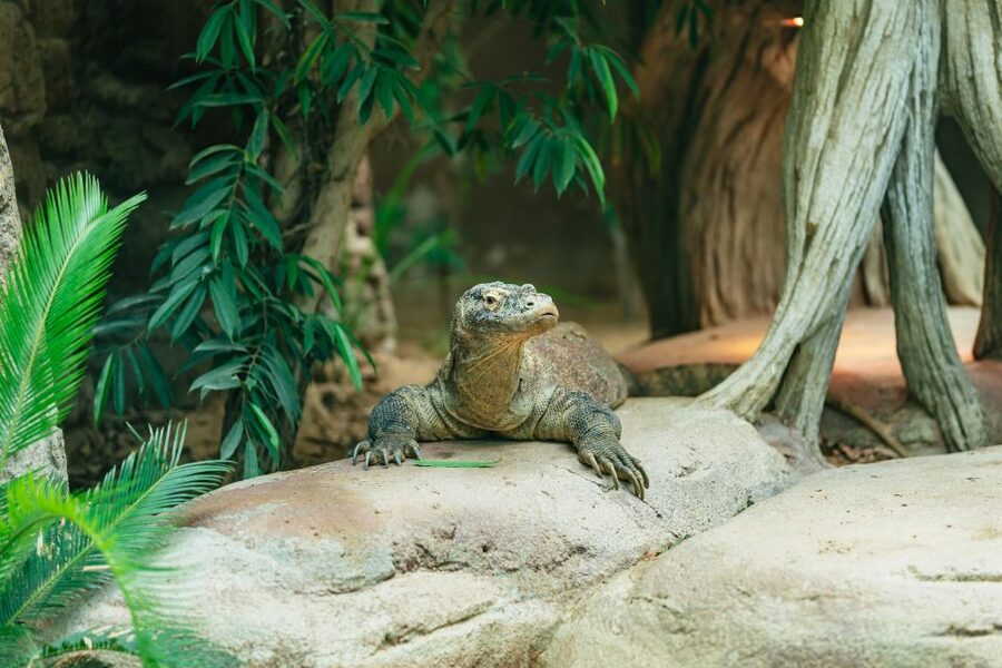 Barcelona: 1-Day Ticket to Barcelona Zoo - How long should you stay?