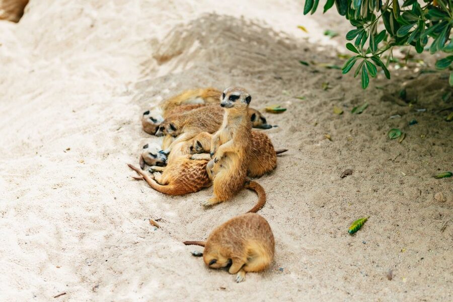 Barcelona: 1-Day Ticket to Barcelona Zoo - Who will enjoy Barcelona Zoo most?
