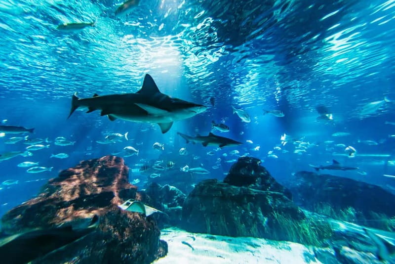 Barcelona Aquarium: Entry Ticket - The Oceanarium is the main event