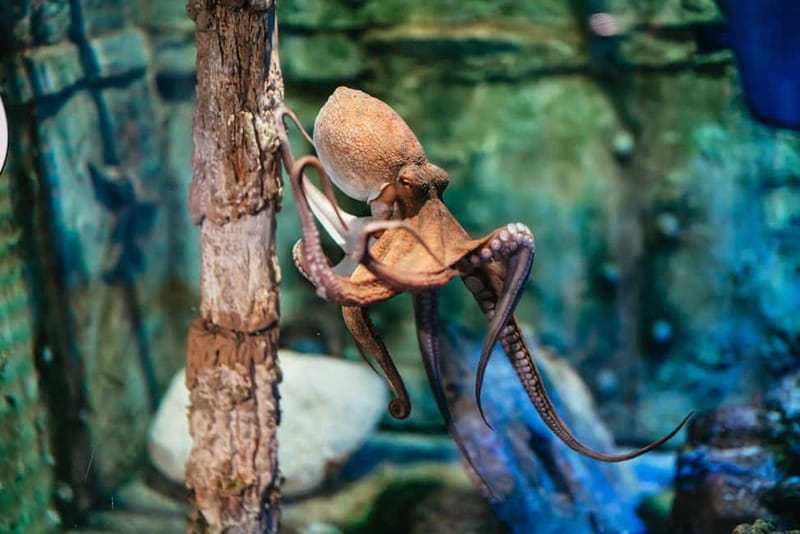 Barcelona Aquarium: Entry Ticket - Thirty-five tanks, from the Mediterranean to the tropics