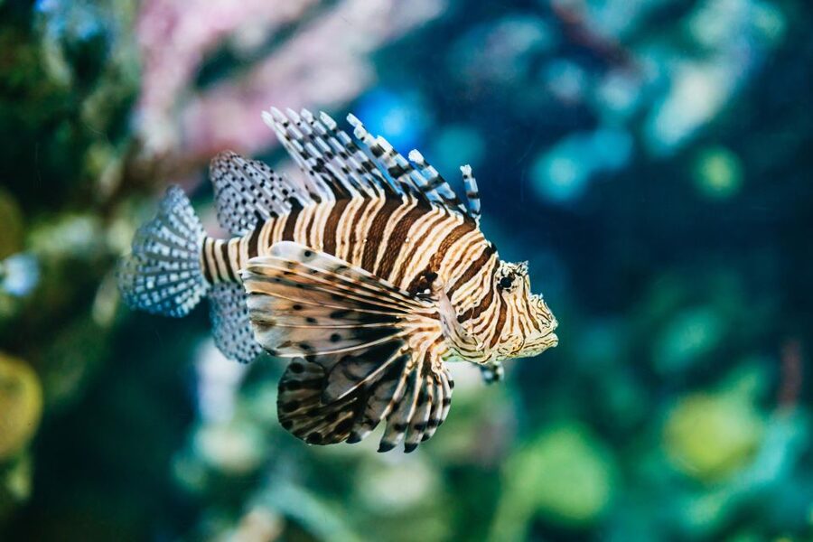 Barcelona Aquarium: Entry Ticket - When to go for a calmer visit