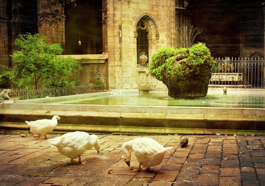 Barcelona Cathedral: Ticket, Guided Tour and VR Experience - Who should book this cathedral visit?
