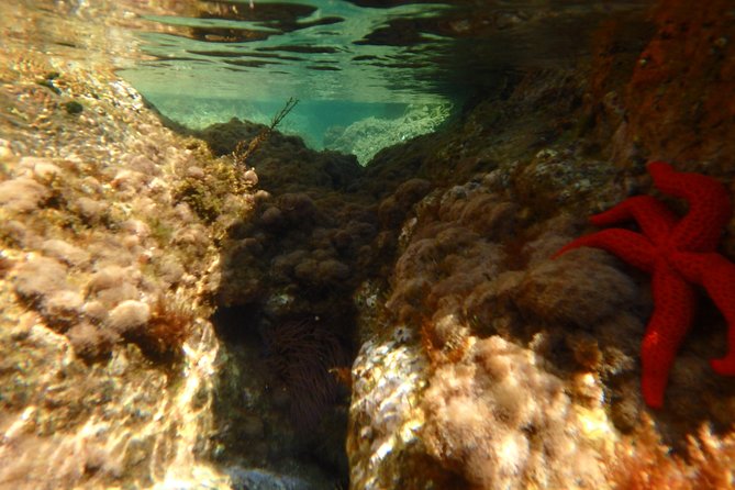 Barcelona Costa Brava Kayak, Snorkel & Cliff Jump Day Tour - Snorkeling among fish and rocky coves