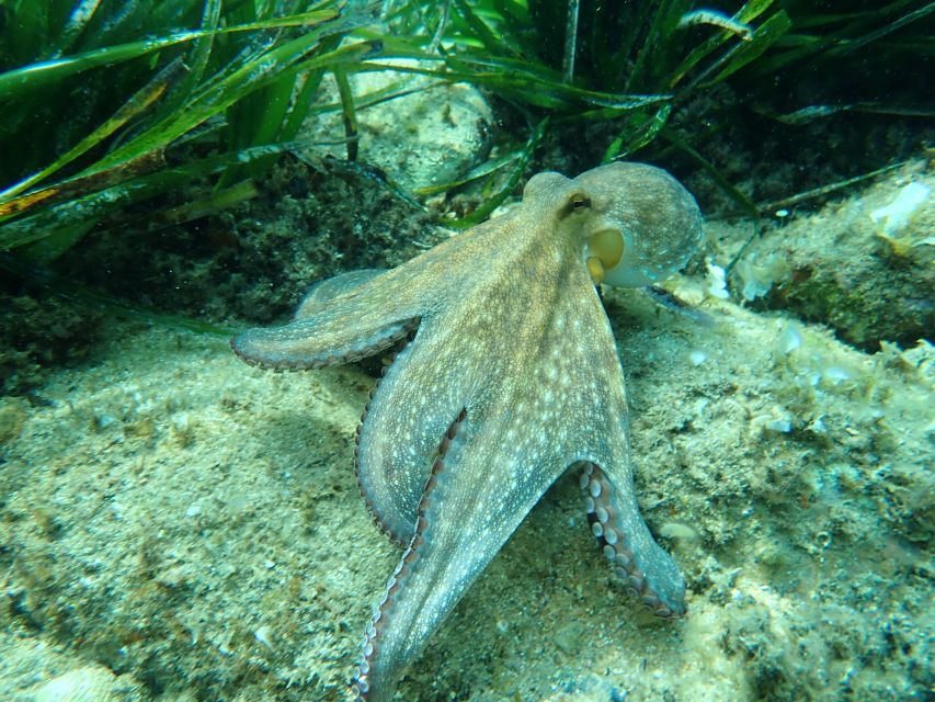 Barcelona: Costa Brava Kayak, Snorkel & Cliff Jump & Lunch - Optional cliff jumps for a controlled thrill