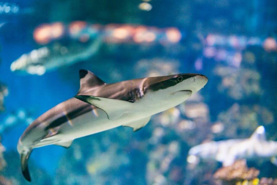 Barcelona: Hop-On Hop-Off Bus & Aquarium Tour - Booking flexibility and important limits