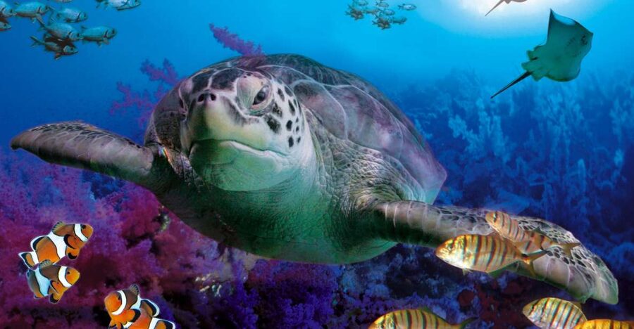 Benalmadena Aquarium Visit - The rock pool where you can touch sea creatures