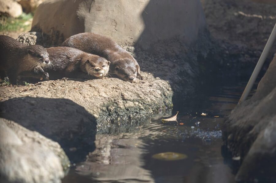 Benalmadena Aquarium Visit - Passing beneath sharks and a green turtle