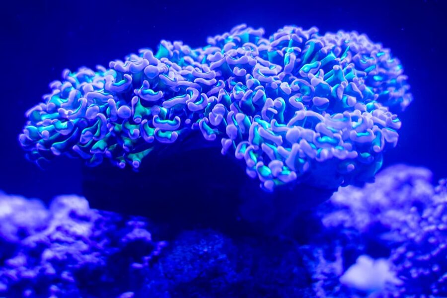 Benalmadena Aquarium Visit - How long should you allow?