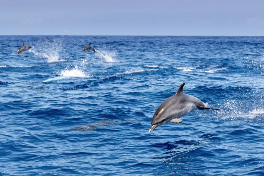 Benalmadena: Dolphin Watching Boat Tour - Who should book this cruise?