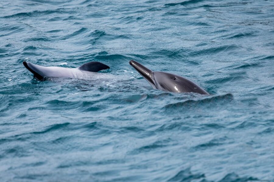 Benalmadena: Dolphin Watching Boat Tour - Is $22 a good deal?