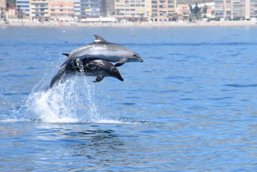 Benalmadena: Dolphin Watching Boat Tour - The dolphin search is the main event