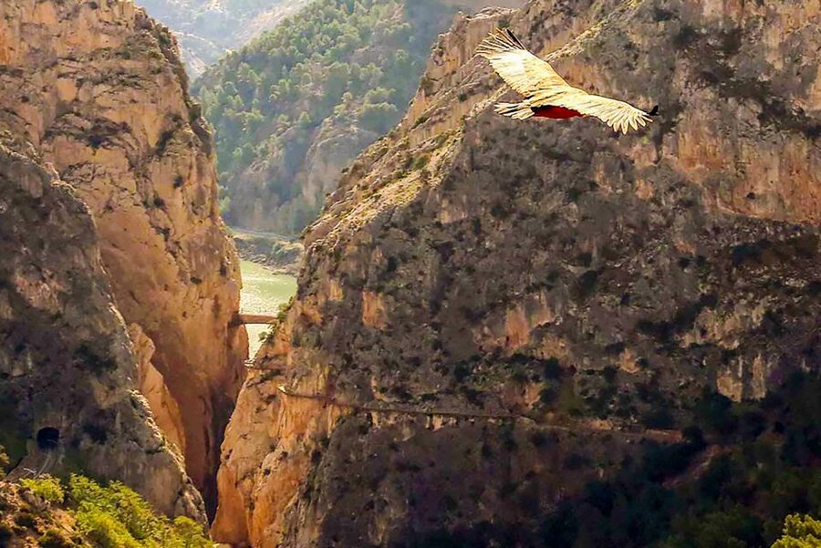 Caminito del Rey: Entry Ticket - Key points to know before you go