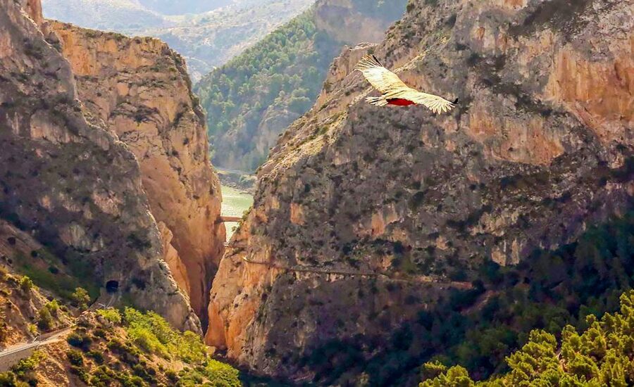 Caminito del Rey: Guided Tour and Entry Ticket - Cliffs, River Views, and the Famous Bridge