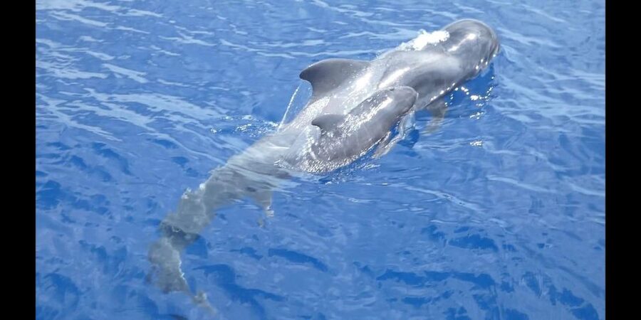 Costa Adeje: Whale and Dolphin Cruise with Food and Pickup - What this Costa Adeje cruise is really about