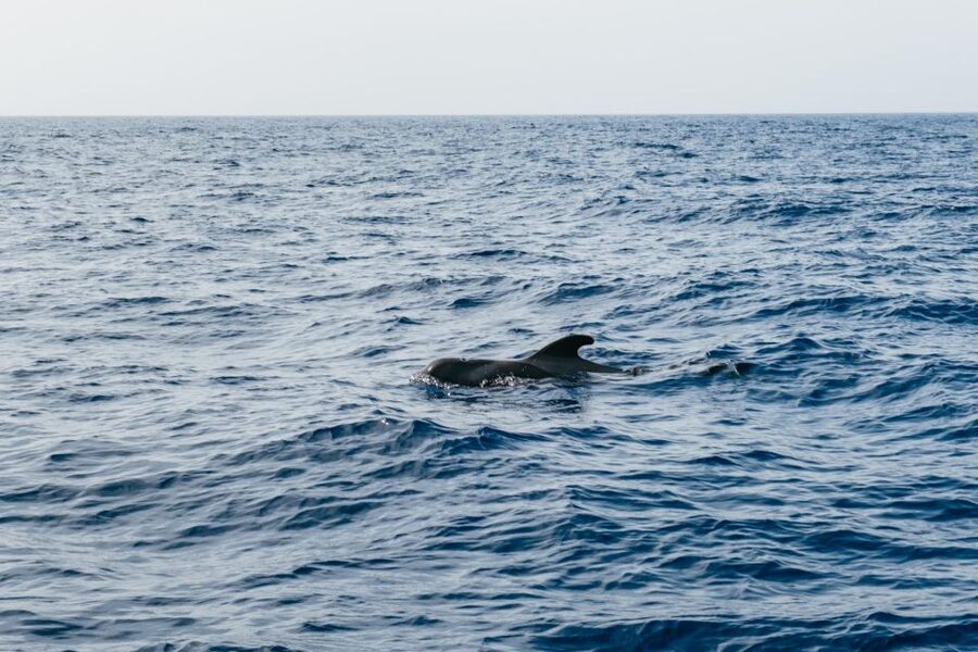 Costa Adeje: Whale & Dolphin Eco-Cruise with Snacks & Drinks - Meeting pilot whales and dolphins without a circus
