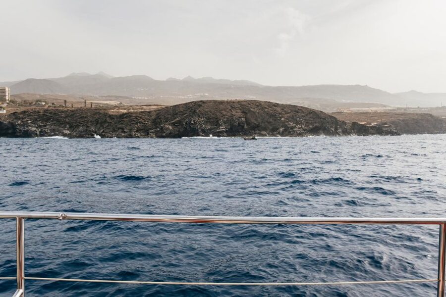 Costa Adeje: Whale & Dolphin Eco-Cruise with Snacks & Drinks - Food, drinks, and the real value of $52