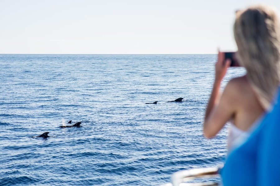 Costa Adeje: Whale & Dolphin Submarine Vision Mini Cruise - Searching the waters off Costa Adeje