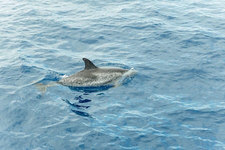 Costa Adeje: Whale & Dolphin Submarine Vision Mini Cruise - Comfort, seasickness, and what to bring