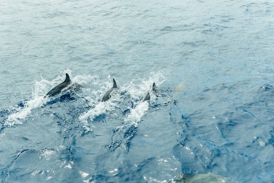 Costa Adeje: Whale & Dolphin Submarine Vision Mini Cruise - Is it good for children?