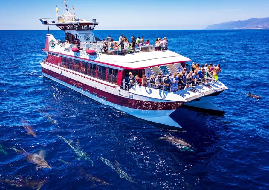 Costa Adeje: Whale & Dolphin Submarine Vision Mini Cruise - The view from 16 underwater windows