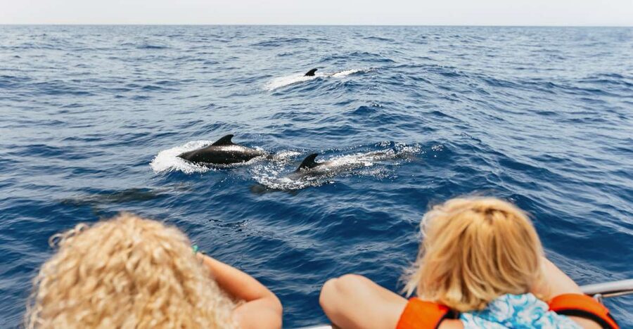 Costa Adeje: Whale Watching Catamaran Tour with Drinks - Key points at a glance