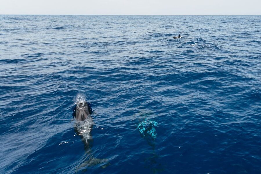 Costa Adeje: Whale Watching Catamaran Tour with Drinks - Why Tenerife is such a good place for whale watching