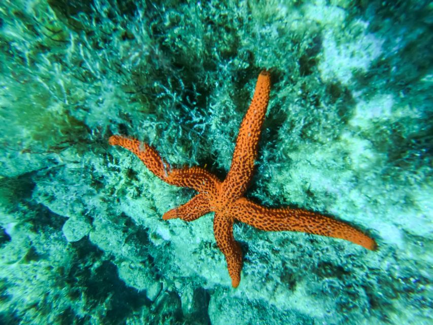 Costa Brava: Sea Caves Kayaking and Snorkeling Tour - The final 40 minutes back along the coast