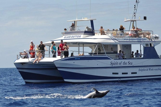 Dolphin and Whales watching cruise from Puerto Rico de Gran Canaria - Key points to know before you sail